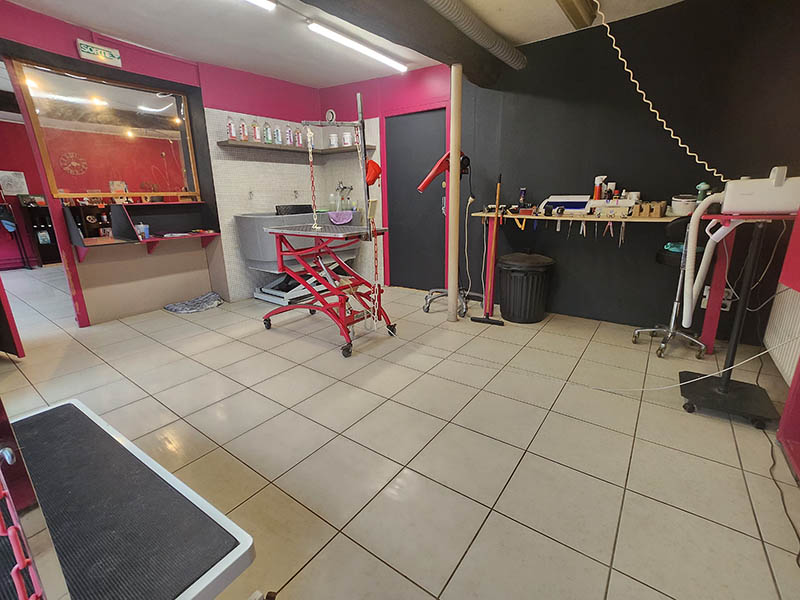 Chien avant toilettage