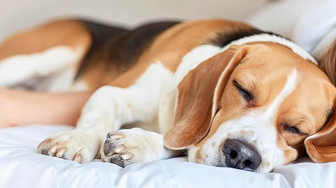 Chien aprs toilettage