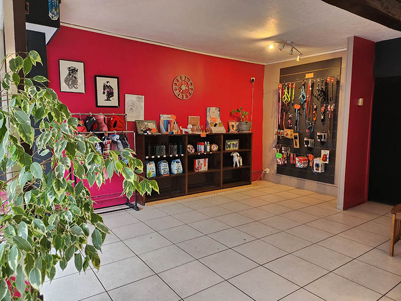 Chien aprs toilettage